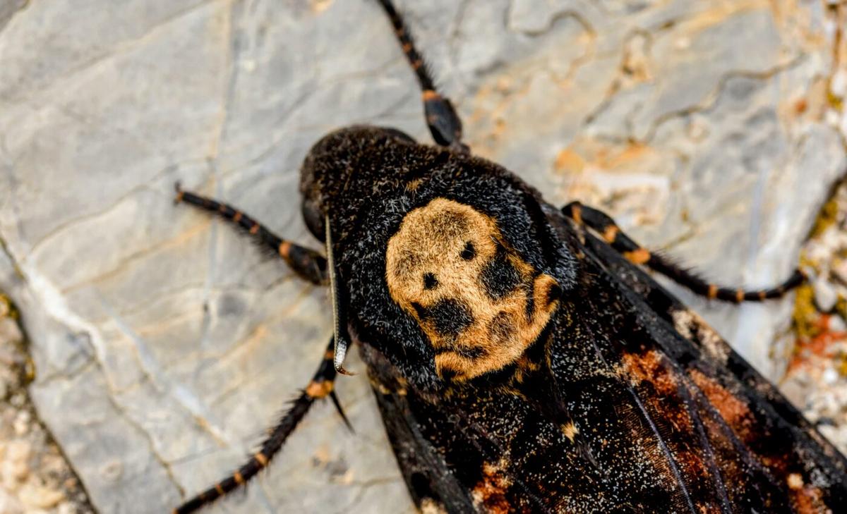 How death’s-head hawkmoths navigate the Alps at night