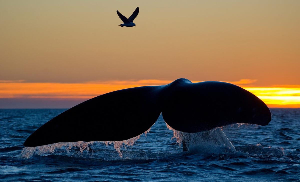 Social media posts help monitor rarely sighted whales