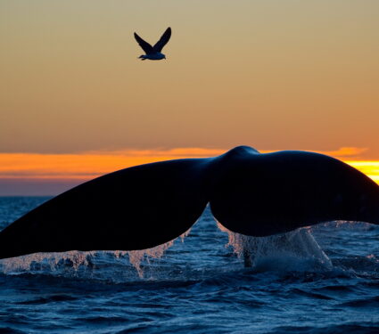 Southern,Right,Whale,With,Gull