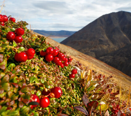 Red,Berries,Of,A,Lingonberry,(vaccinium,Vitis-idaea),On,A,Mountainside.