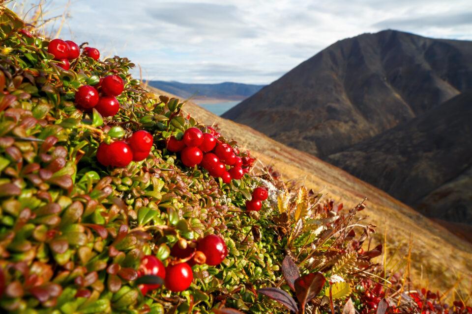 Thawing Arctic hillsides are contributing to climate change