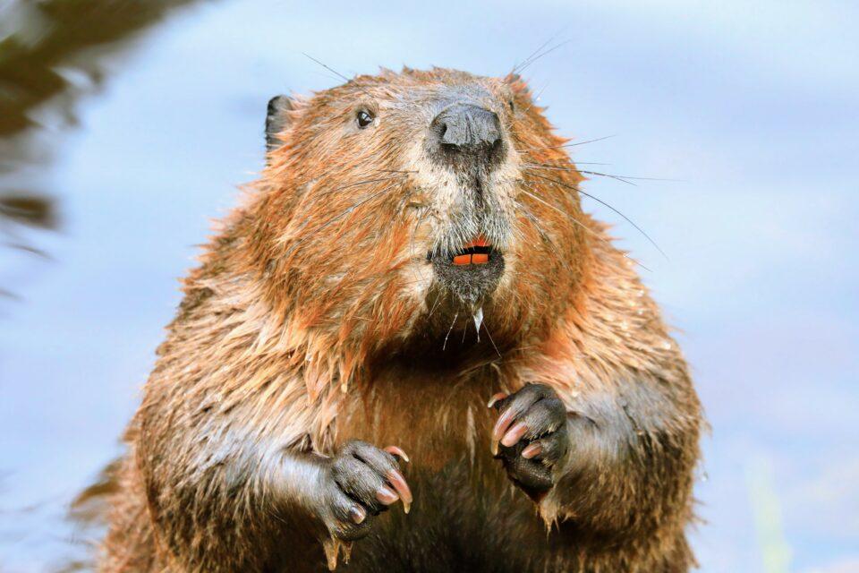 Beavers are key allies in the fight against droughts