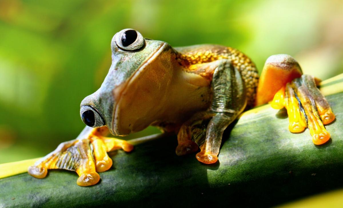 Project aims to limit pathogen spread from pet amphibians