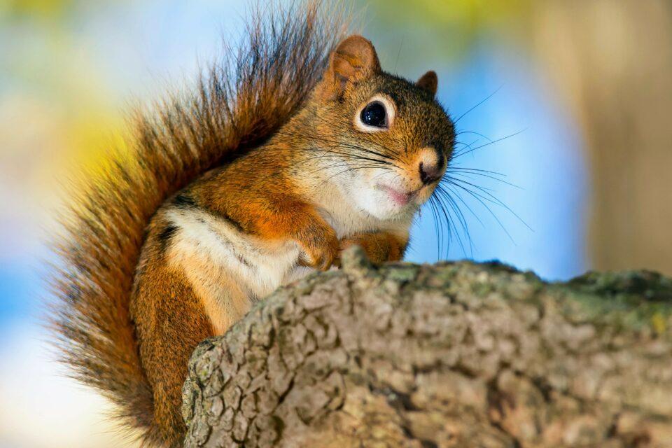 Small mammals of the Anthropocene are deeply altered