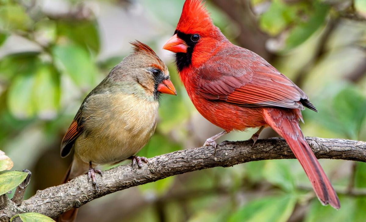 What brain circuitry drives social learning in birds?