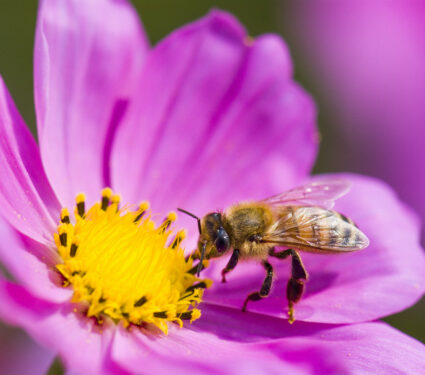 Spring,Single,Daisy,Flower,And,Bee