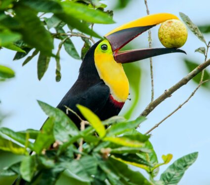 Fruit-eating-animal.jpg