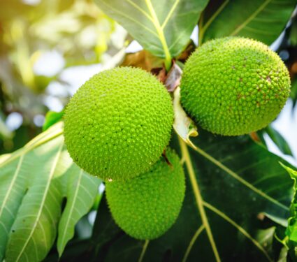 Breadfruit.jpg
