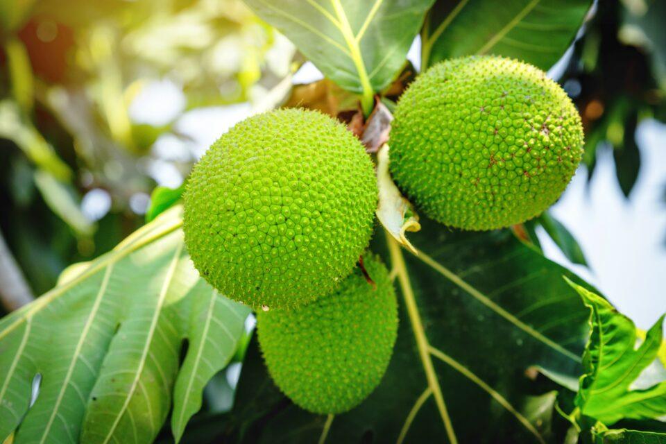Food of the future: breadfruit is resistant to climate change