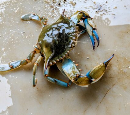 Blue-crab.jpg