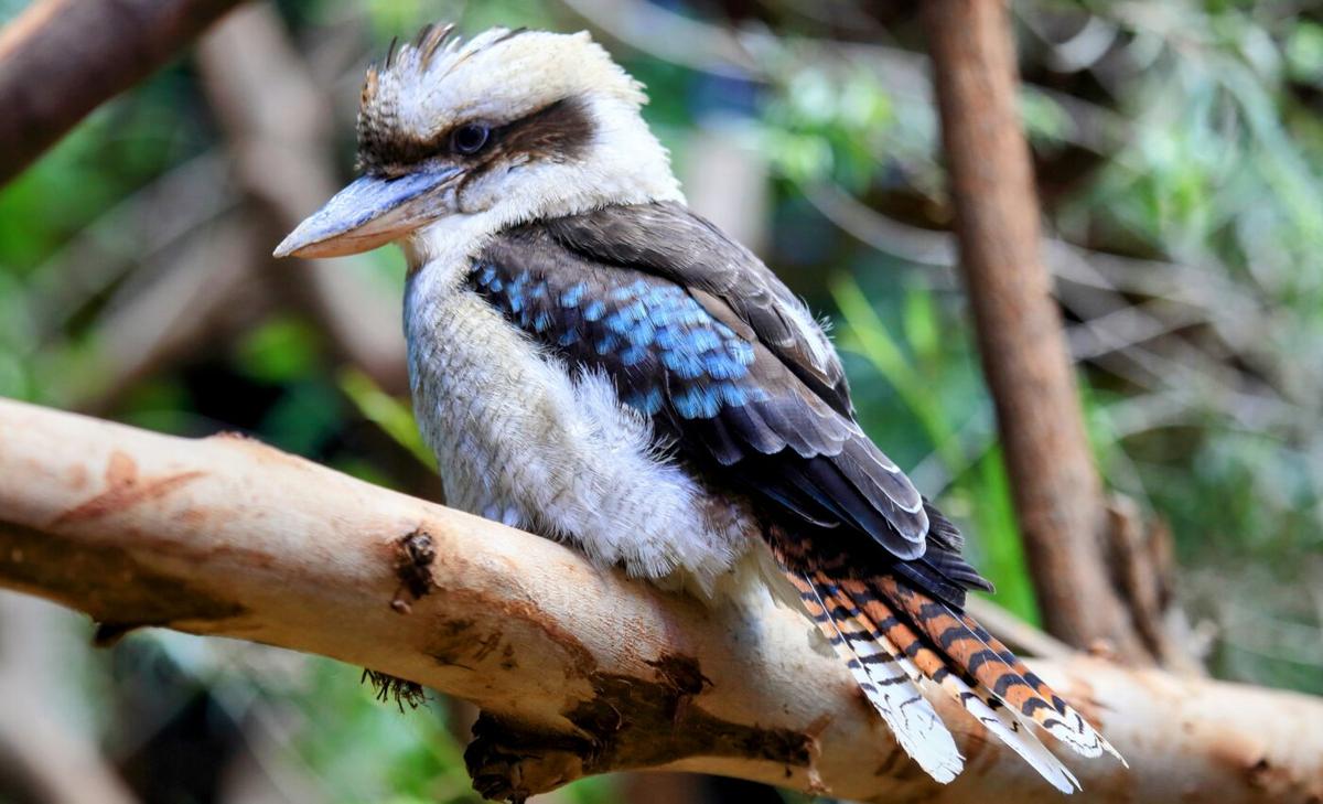 Backyard bird diversity declining across Australia