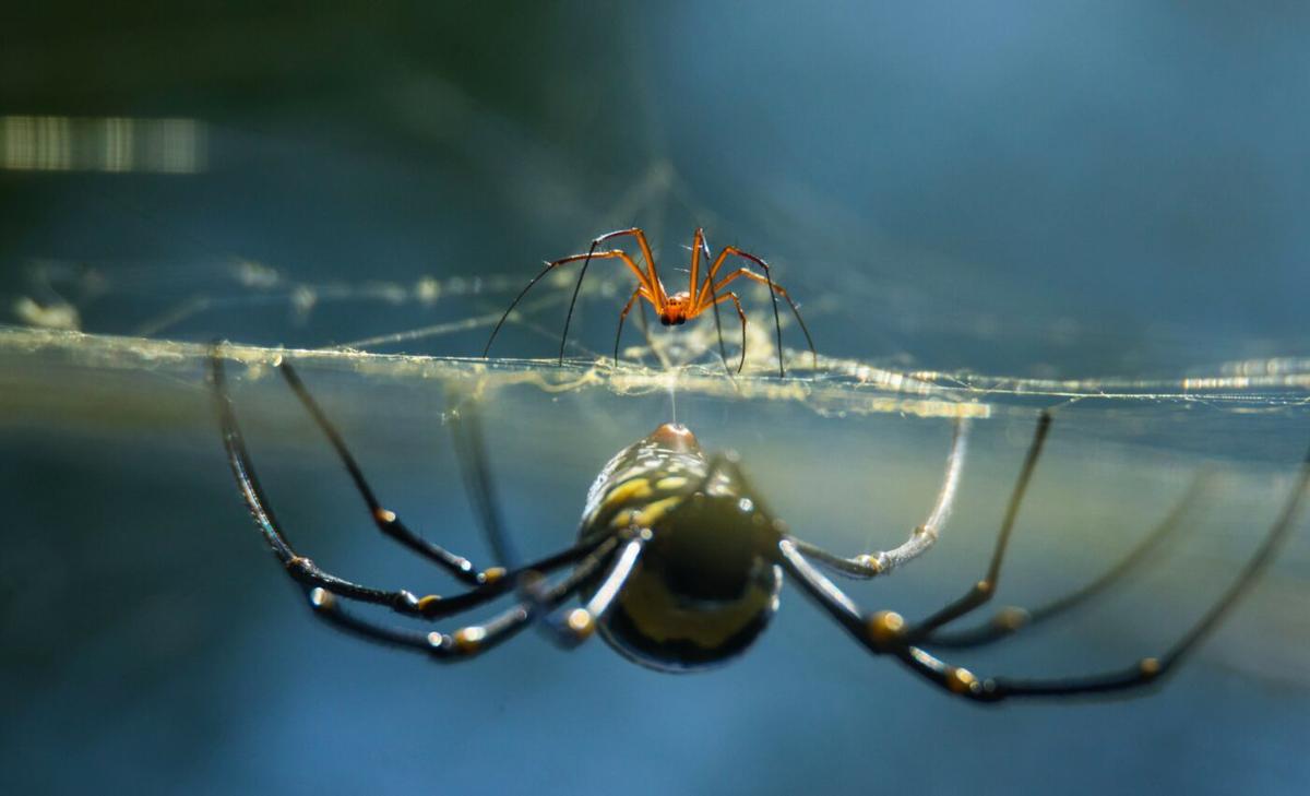 Male spiders transfer more sperm when mating with cannibals