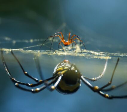Orb-Weaving-Spider-.jpg