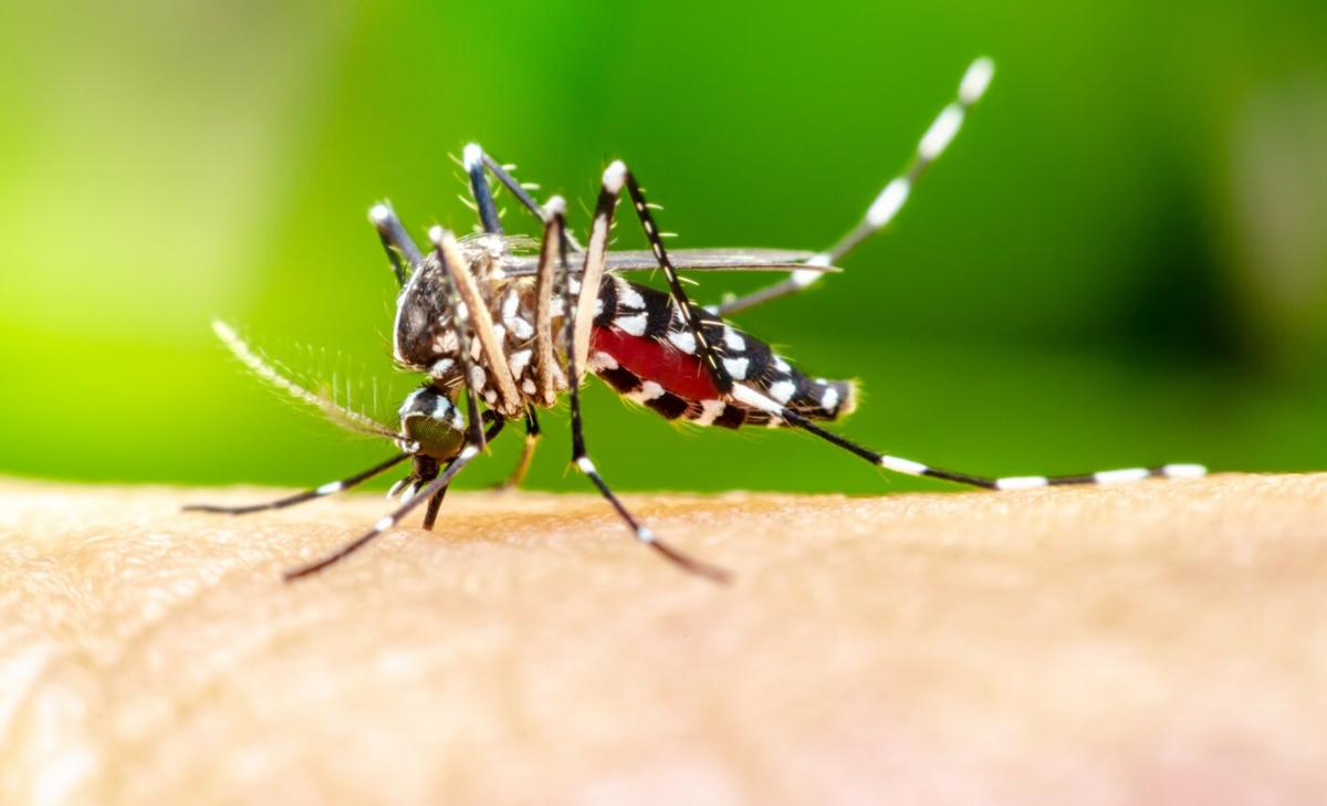 Mosquitos use unbreakable system to track human blood