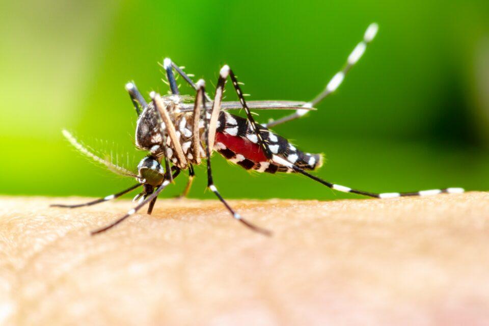 Mosquitos use unbreakable system to track human blood
