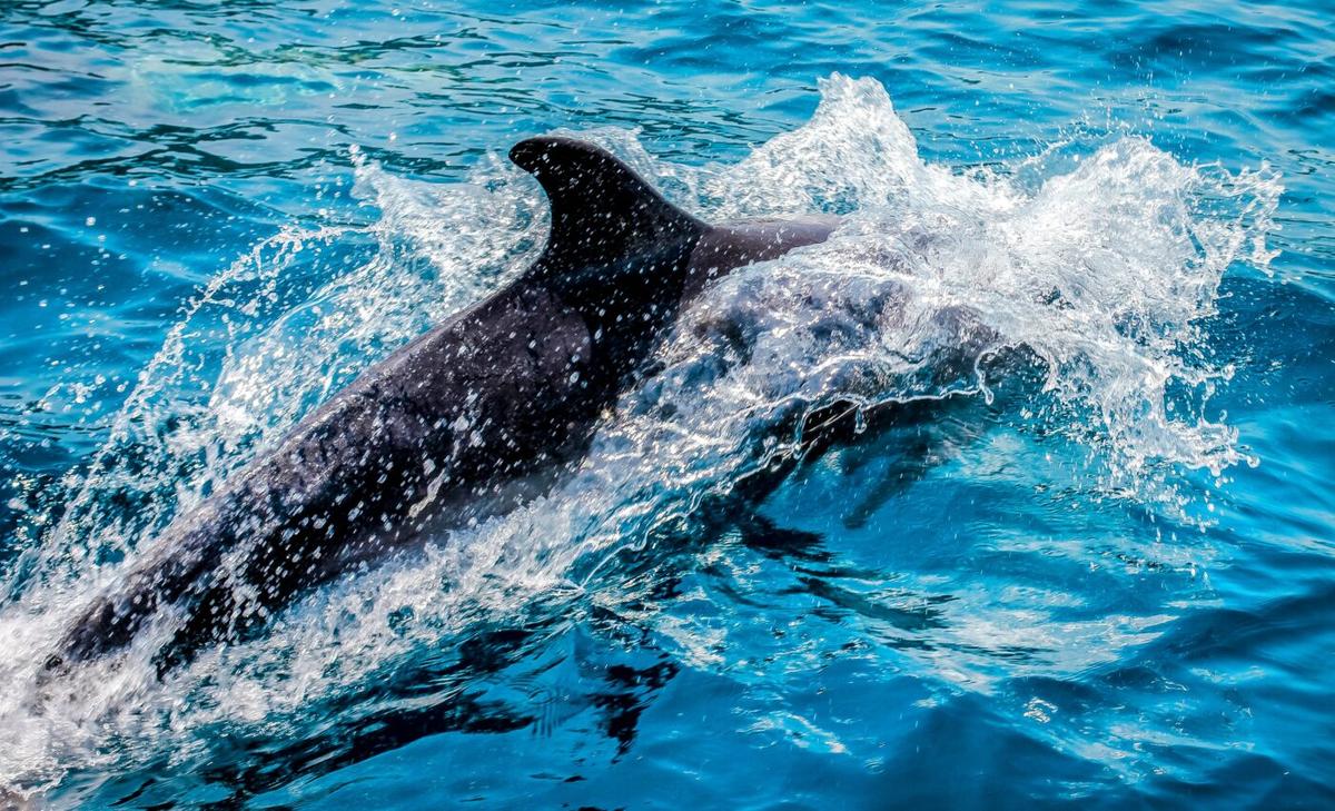 How two species of dolphins coexist in Australia