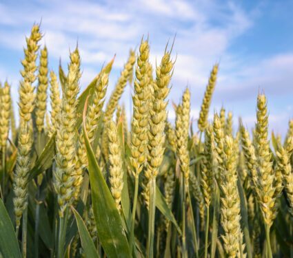 Wheat.jpg