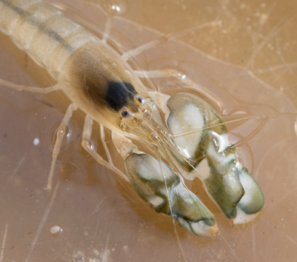 2022/08/Snapping-shrimp.png