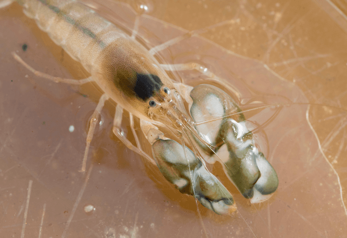 Snapping shrimp are getting louder as the ocean warms