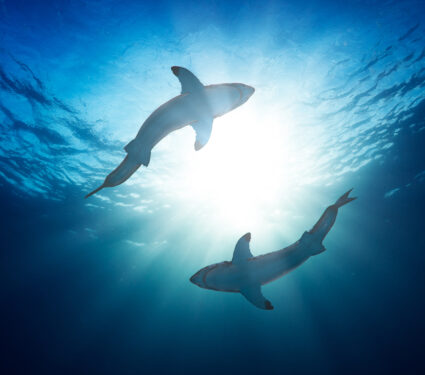 Great,White,Sharks,By,Watersurface,View,From,Bottom