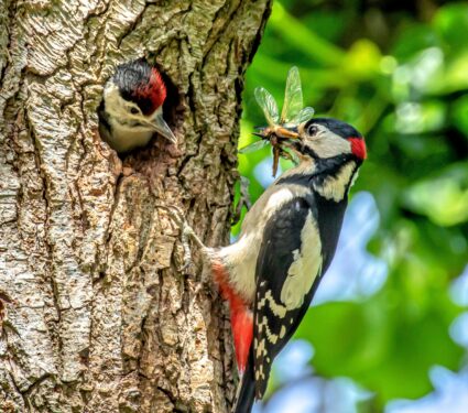Woodpeckers.jpg