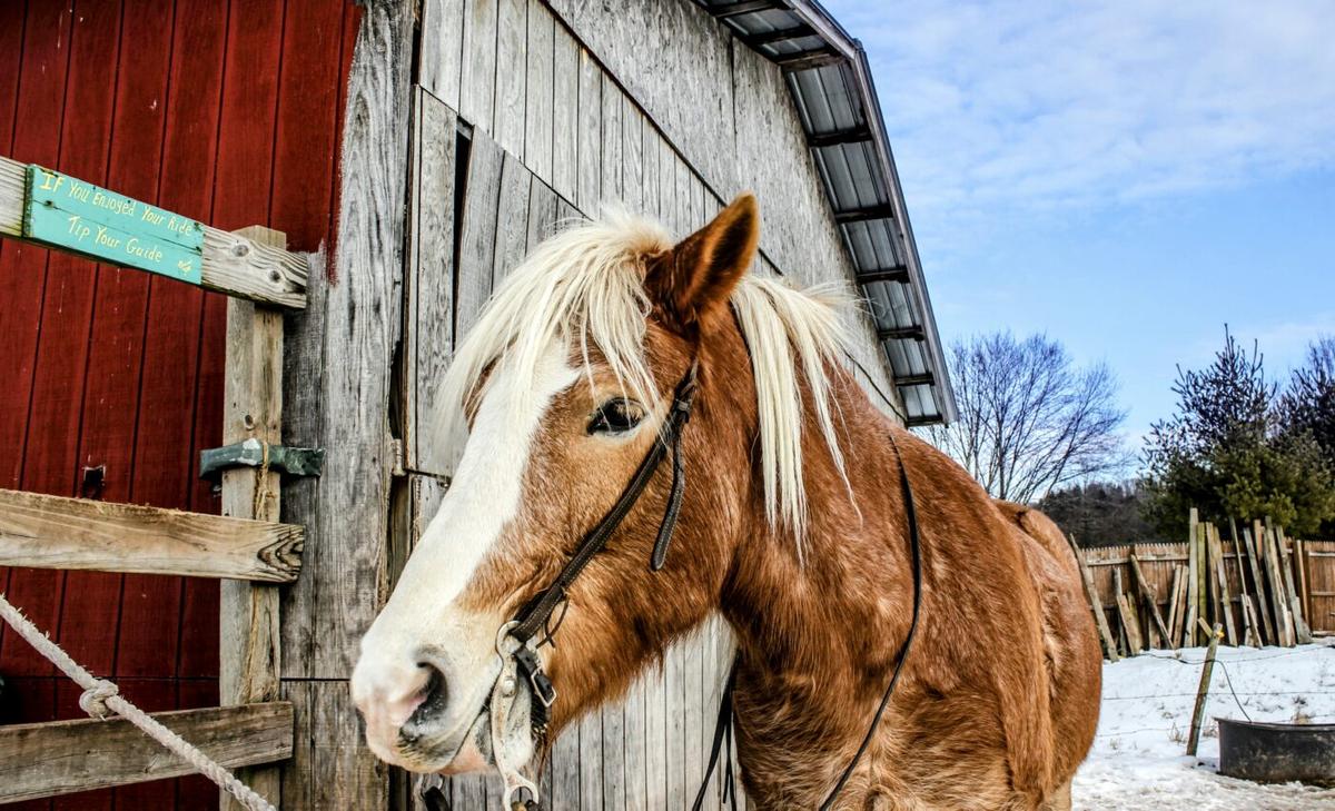Isolated horses become stressed with weakened immunity
