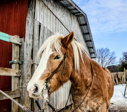 Horses.jpg