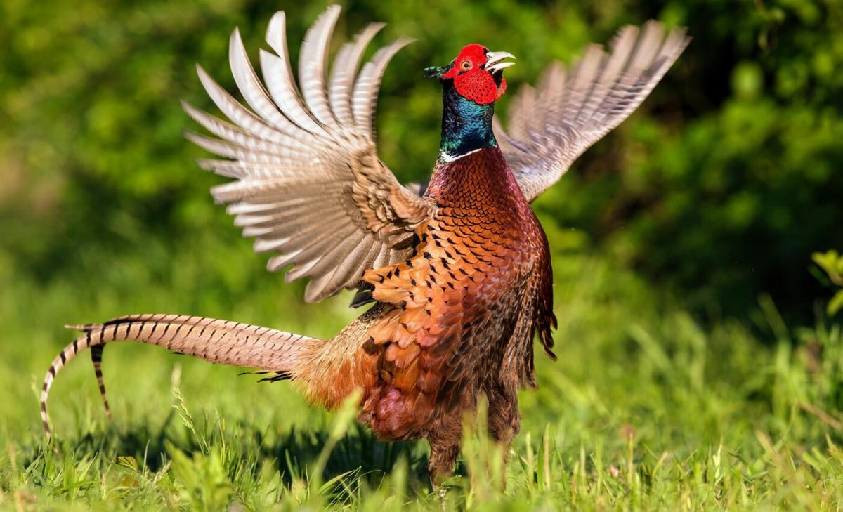 Toxic lead shards in wild pheasants pose a human health risk
