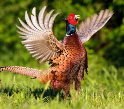 Pheasant.jpg