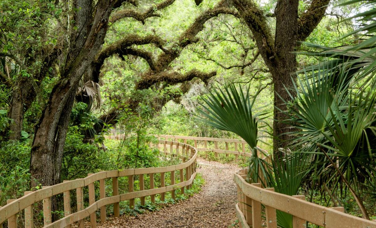 At least 1 in 9 native trees in the U.S. are threatened