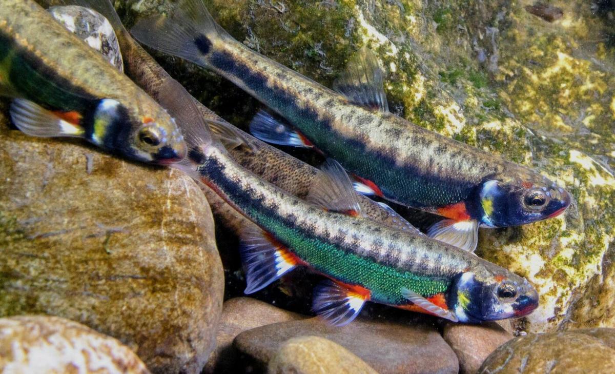 Minnows can rapidly recover from heatwaves