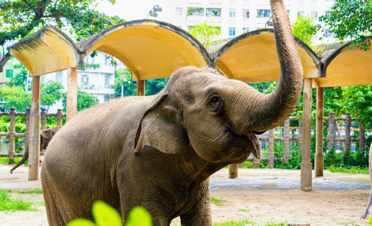 Asian elephant calls are more flexible than previously thought