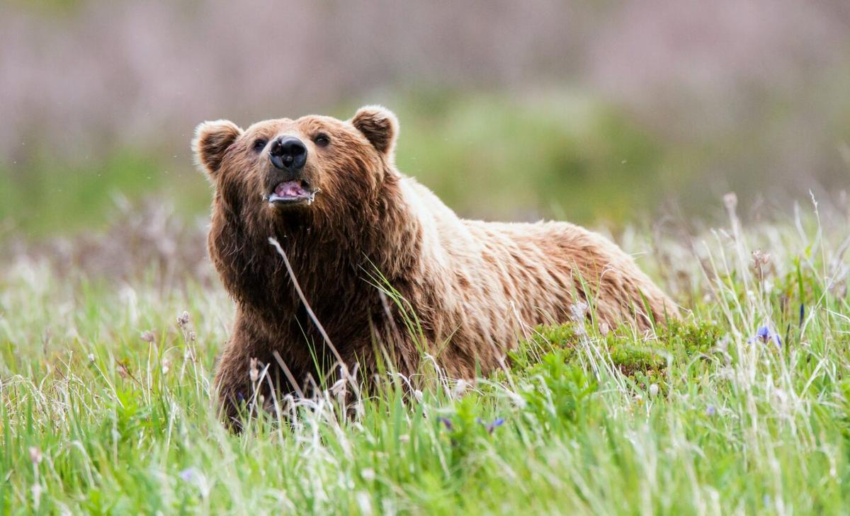 Animals sniff the air and ground to track the source of a scent
