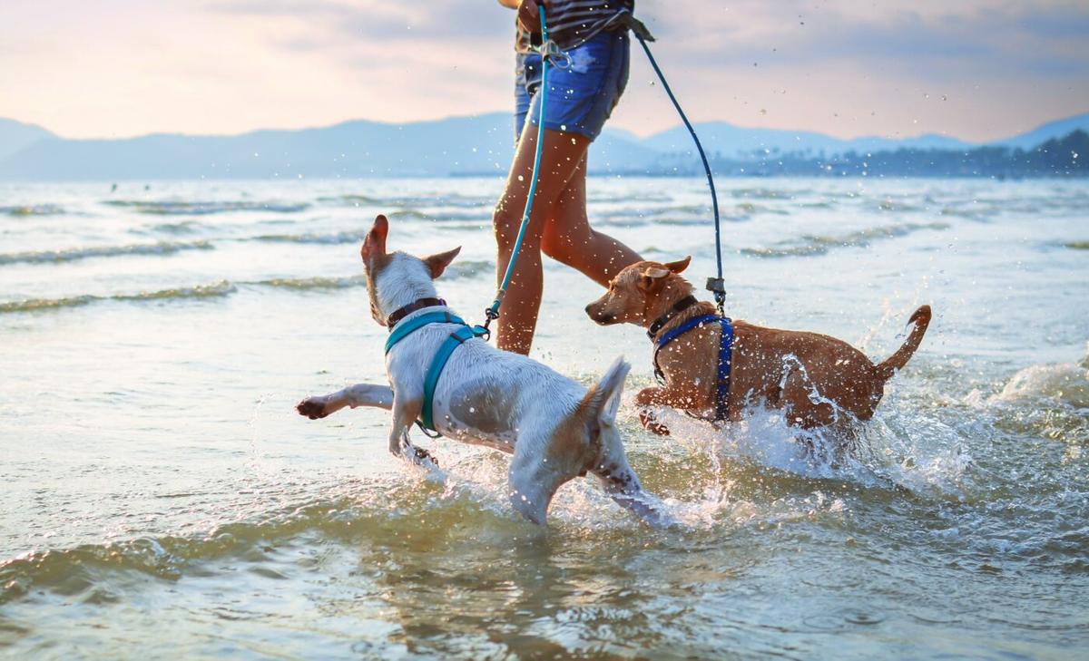 Jog with your dog to prevent pet obesity and health issues