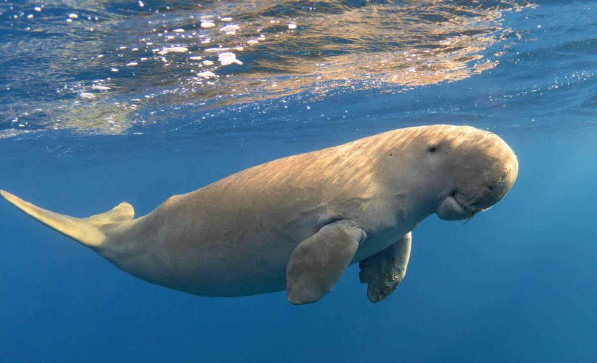 Dugongs declared “functionally extinct” in China