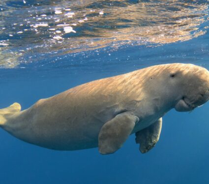Dugongs.jpg