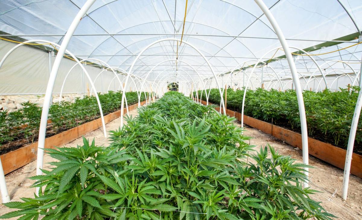 Cannabis use is up by 20 percent in states where it's legal