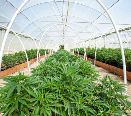 Cannabis.jpg