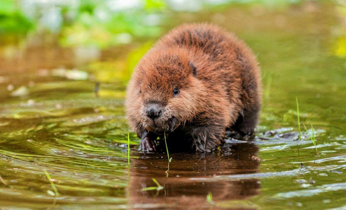 Earliest amphibious beaver lived 30 million years ago
