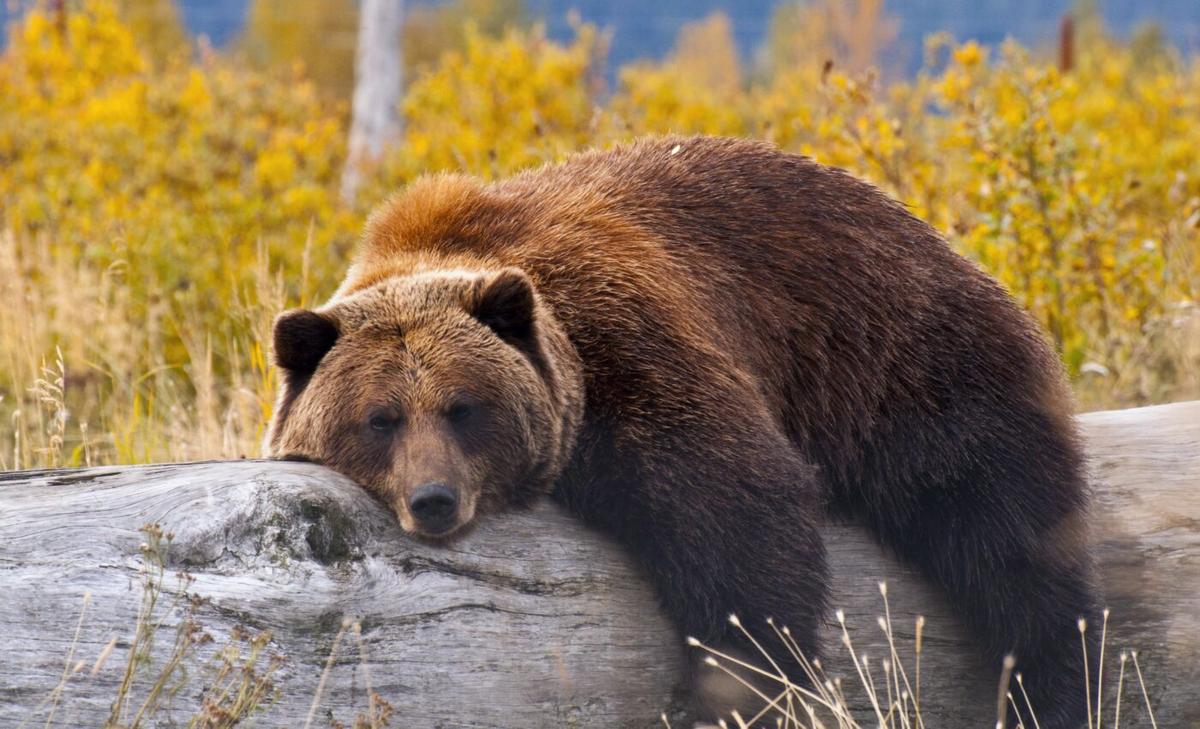 Changes in fur trapping needed to protect grizzly bears