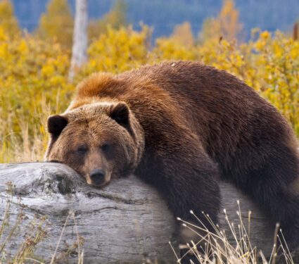 Grizzly-bear.jpg