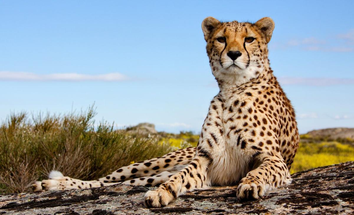 Land mammal declines are unraveling food webs