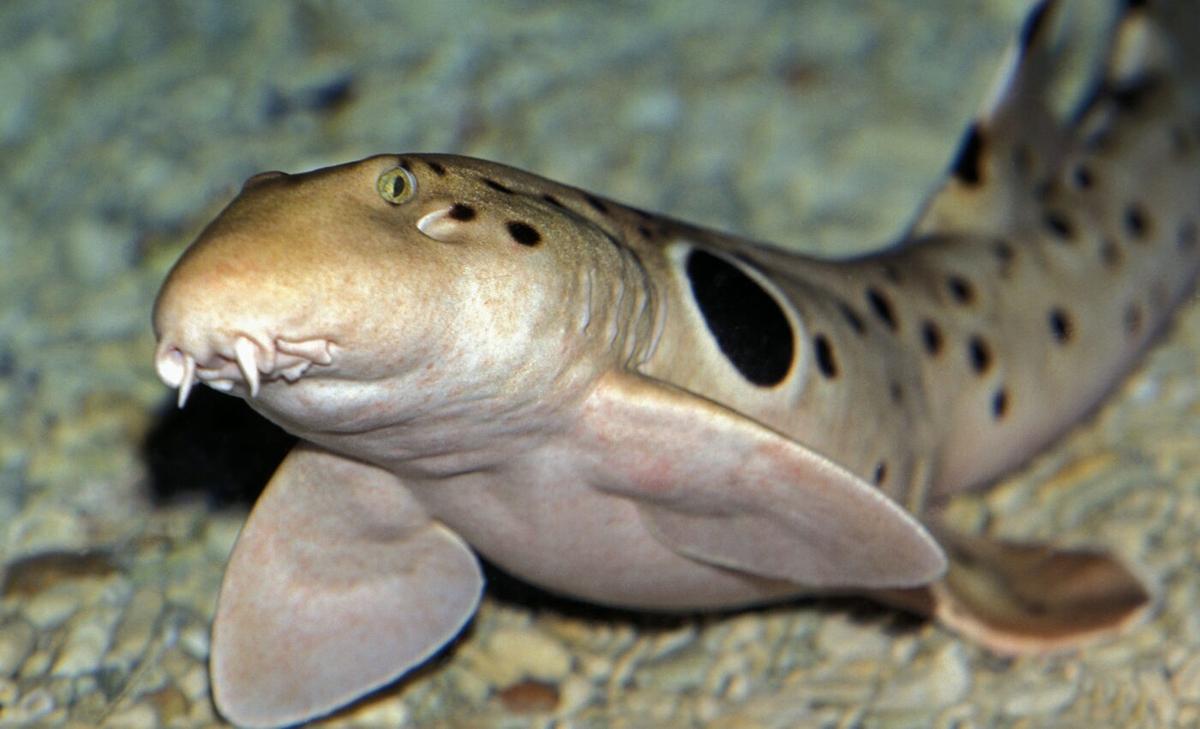 Some sharks are "walking" to find more favorable conditions