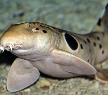Epaulette-sharks.jpg