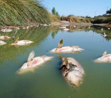 Fish-die-offs.jpg