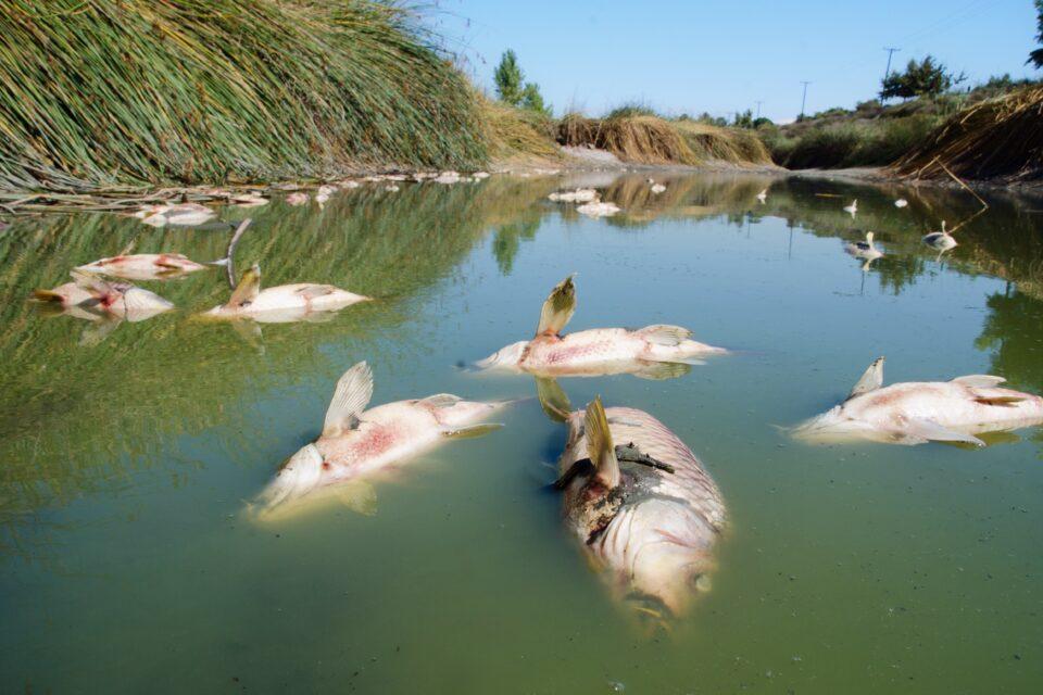 Fish die-offs are intensifying with climate change