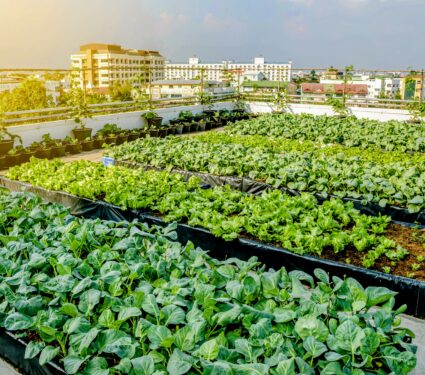 City-crops3.jpg