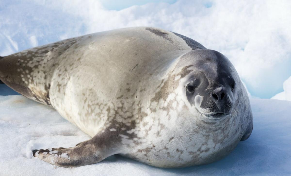 Scientists reveal new features of the elusive leopard seal