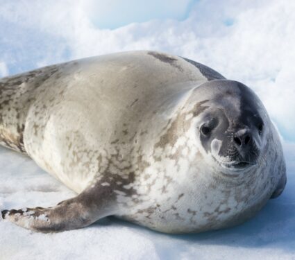 Leopard-seal.jpg