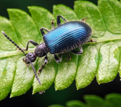 Beetle.jpg